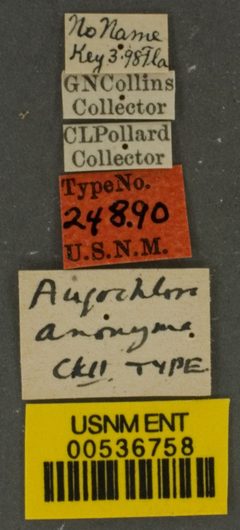 Augochlora anonyma by the Smithsonian. Used under a CC0 license.