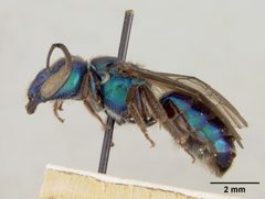 Augochlora antillana by the Smithsonian. Used under a CC0 license.