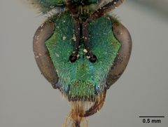 Augochlora aurifera by the Smithsonian. Used under a CC0 license.