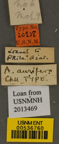 Augochlora aurifera by the Smithsonian. Used under a CC0 license.