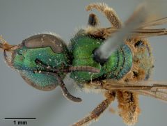 Augochlora aurifera by the Smithsonian. Used under a CC0 license.