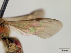 Augochlora ignifera by the Smithsonian. Used under a CC0 license.