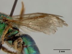 Augochlora lacustris by the Smithsonian. Used under a CC0 license.