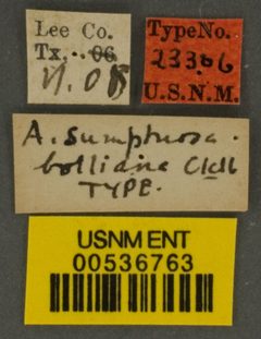 Augochlora sumptuosa bolliana by the Smithsonian. Used under a CC0 license.