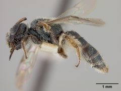 Conanthalictus bakeri by the Smithsonian. Used under a CC0 license.