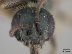 Conanthalictus bakeri by the Smithsonian. Used under a CC0 license.