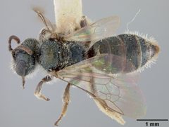 Conanthalictus bakeri by the Smithsonian. Used under a CC0 license.