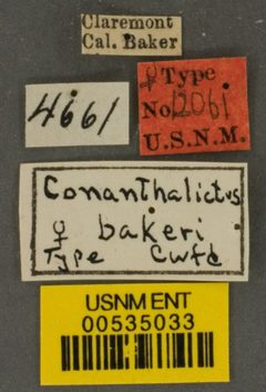 Conanthalictus bakeri by the Smithsonian. Used under a CC0 license.