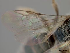 Conanthalictus bakeri by the Smithsonian. Used under a CC0 license.