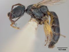 Conanthalictus cotullensis by the Smithsonian. Used under a CC0 license.