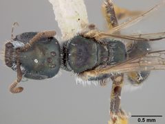 Conanthalictus cotullensis by the Smithsonian. Used under a CC0 license.
