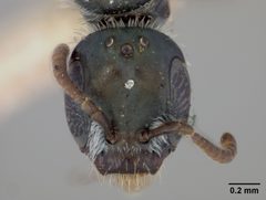 Conanthalictus cotullensis by the Smithsonian. Used under a CC0 license.