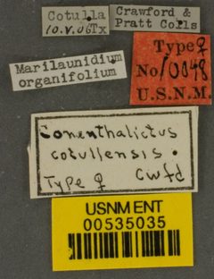 Conanthalictus cotullensis by the Smithsonian. Used under a CC0 license.