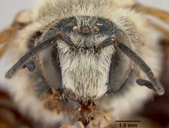 Dieunomia mesillae by the Smithsonian. Used under a CC0 license.
