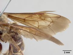 Dieunomia xerophila by the Smithsonian. Used under a CC0 license.