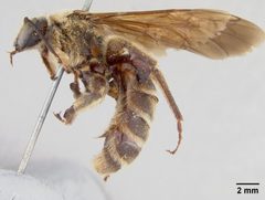 Dieunomia xerophila by the Smithsonian. Used under a CC0 license.