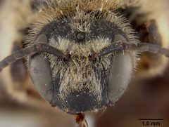 Dieunomia xerophila by the Smithsonian. Used under a CC0 license.
