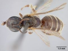 Halictus tripartitus by the Smithsonian. Used under a CC0 license.
