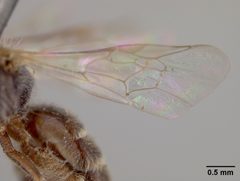 Halictus tripartitus by the Smithsonian. Used under a CC0 license.