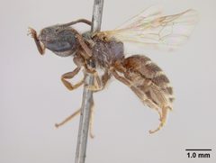 Halictus tripartitus by the Smithsonian. Used under a CC0 license.