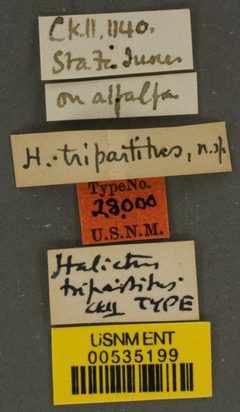 Halictus tripartitus by the Smithsonian. Used under a CC0 license.