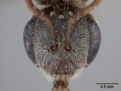 Halictus tripartitus by the Smithsonian. Used under a CC0 license.