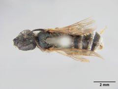 Halictus virgatellus by the Smithsonian. Used under a CC0 license.