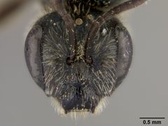 Halictus virgatellus by the Smithsonian. Used under a CC0 license.