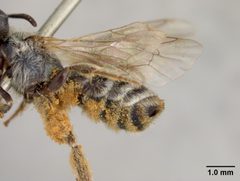 Halictus virgatellus by the Smithsonian. Used under a CC0 license.