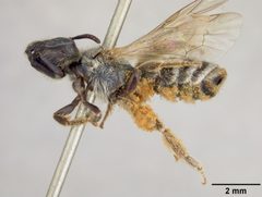 Halictus virgatellus by the Smithsonian. Used under a CC0 license.