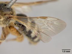 Lasioglossum timberlakei by the Smithsonian. Used under a CC0 license.