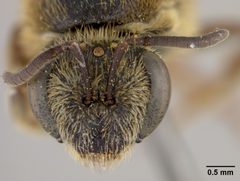 Lasioglossum timberlakei by the Smithsonian. Used under a CC0 license.