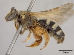 Lasioglossum timberlakei by the Smithsonian. Used under a CC0 license.
