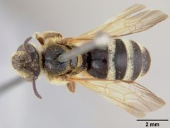 Lasioglossum timberlakei by the Smithsonian. Used under a CC0 license.