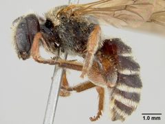 Nomia bakeri by the Smithsonian. Used under a CC0 license.