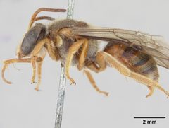 Nomia (Reepenia) eboracina by the Smithsonian. Used under a CC0 license.