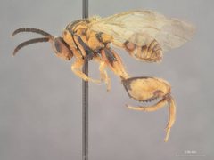 Nomia nortoni by the Smithsonian. Used under a CC0 license.