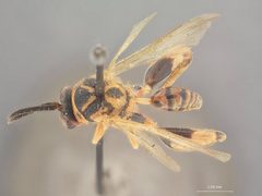 Nomia nortoni by the Smithsonian. Used under a CC0 license.