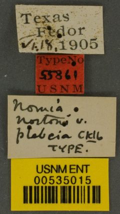 Nomia nortoni var. plebeia by the Smithsonian. Used under a CC0 license.