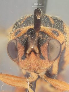 Nomia nortoni by the Smithsonian. Used under a CC0 license.