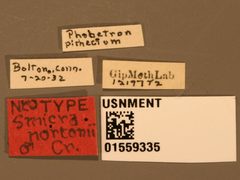 Nomia nortoni by the Smithsonian. Used under a CC0 license.