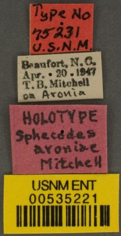 Sphecodes aroniae by the Smithsonian. Used under a CC0 license.