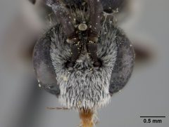 Sphecodes aroniae by the Smithsonian. Used under a CC0 license.