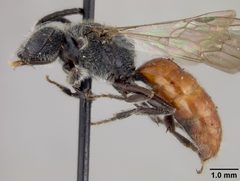 Sphecodes aroniae by the Smithsonian. Used under a CC0 license.