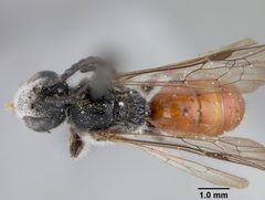 Sphecodes aroniae by the Smithsonian. Used under a CC0 license.