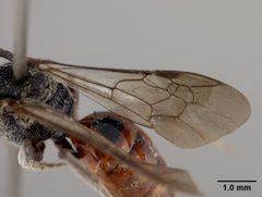 Sphecodes bakeri by the Smithsonian. Used under a CC0 license.