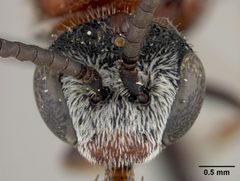 Sphecodes ignitus by the Smithsonian. Used under a CC0 license.