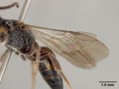 Sphecodes latifrons by the Smithsonian. Used under a CC0 license.