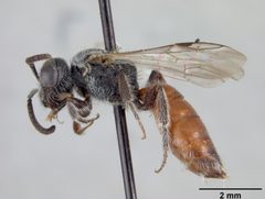 Sphecodes manni by the Smithsonian. Used under a CC0 license.