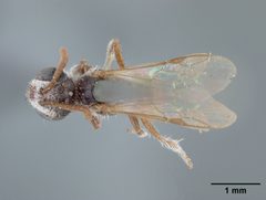 Sphecodes semicoloratus by the Smithsonian. Used under a CC0 license.